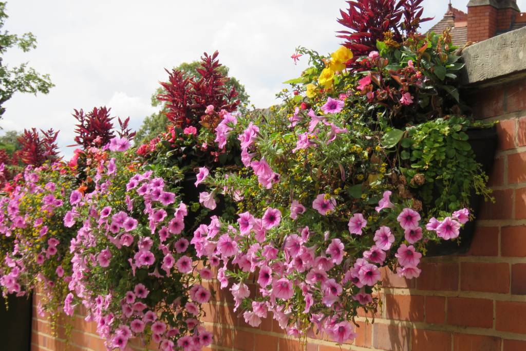 Commercial Hanging Baskets — Shrewsbury Town Council